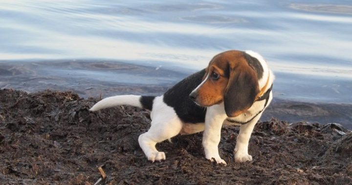 housetraining-puppy-1